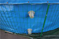 鋼鉄網が付いている魚のいる池折り畳み式の50000リットルのポリ塩化ビニールの防水シートの