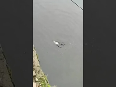 釣り の 餌 泳ぐ 層 偽り の 餌 海 と 淡水
