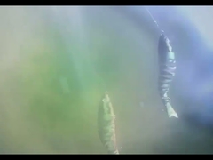 3Dアイズ BGO プラスチック釣り餌 潜水 8 多関節釣り餌