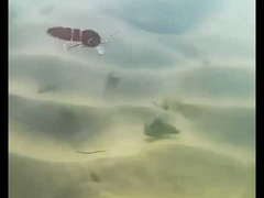 ブラッドワームルアー フルスイミングレイヤー ミノー マルチジョイントルアー