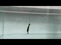 PVC ローチ 柔らかい誘導 シリコン 偽り 柔らかい誘導 釣り誘導