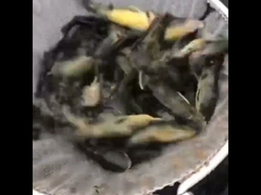 PVCターポリン魚池、亜鉛メッキシート付き養魚用タンク